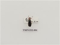 藏品(菊虎科)的圖片